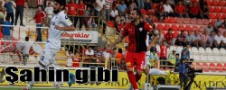 Şahin gibi